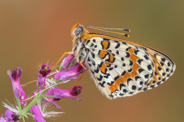 Melitaea didyma (red-band fritillary), Como province, Lombardy, Italy, Europe