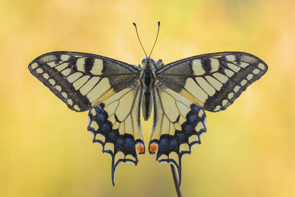 Papilio machaon (Swallowtail), Como province, Lombardy, Italy, Europe