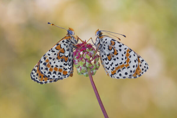 Melitaea didyma (red-band fritillary), Como province, Lombardy, Italy, Europe