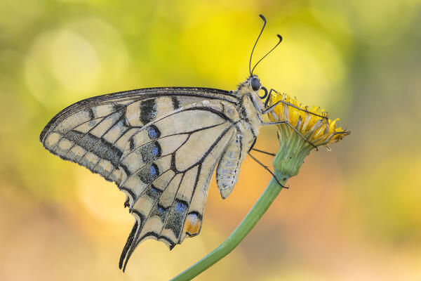 Papilio machaon (Swallowtail), Como province, Lombardy, Italy, Europe