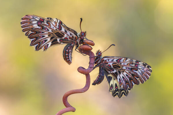 Zerynthia polyxena (Southern festoon), Piedmont, Italy, Europe