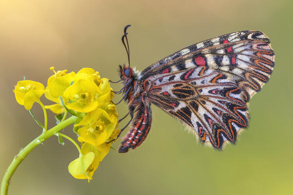 Zerynthia polyxena (Southern festoon), Piedmont, Italy, Europe