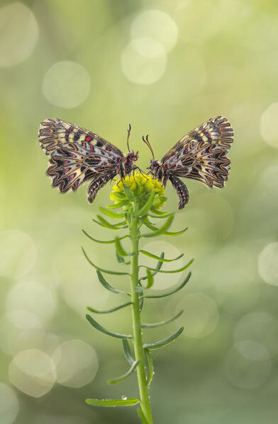 Zerynthia polyxena (Southern festoon), Piedmont, Italy, Europe