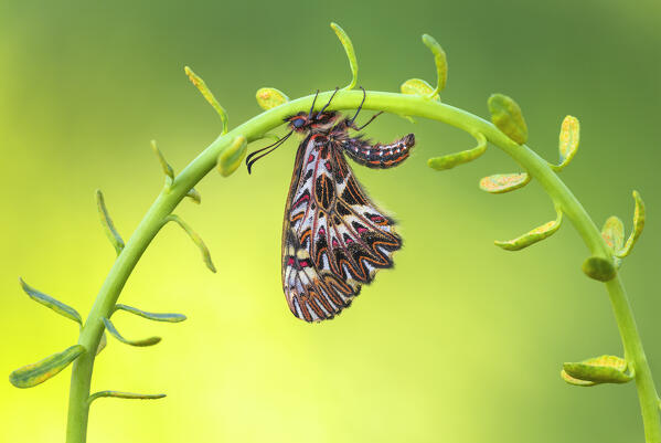 Zerynthia polyxena (Southern festoon), Piedmont, Italy, Europe
