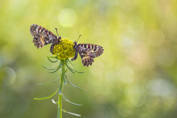 Zerynthia polyxena (Southern festoon), Piedmont, Italy, Europe