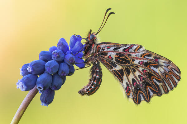 Zerynthia polyxena (Southern festoon), Piedmont, Italy, Europe