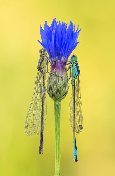Ischnura elegans (Blue-tailed damselfly), Como province, Lombardy, Italy, Europe