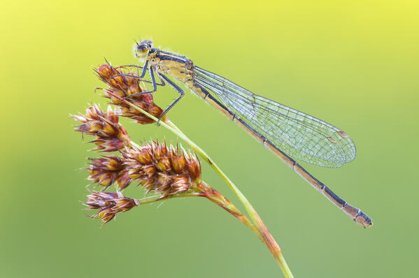 Ischnura elegans (Blue-tailed damselfly), Como province, Lombardy, Italy, Europe