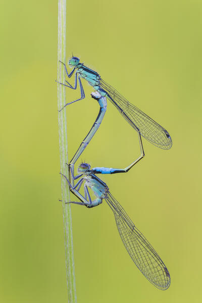 Damselflies mating. Ischnura elegans (Blue-tailed damselfly), Como province, Lombardy, Italy, Europe