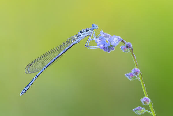 Platycnemis pennipes (White-legged damselfly), Como province, Lombardy, Italy, Europe