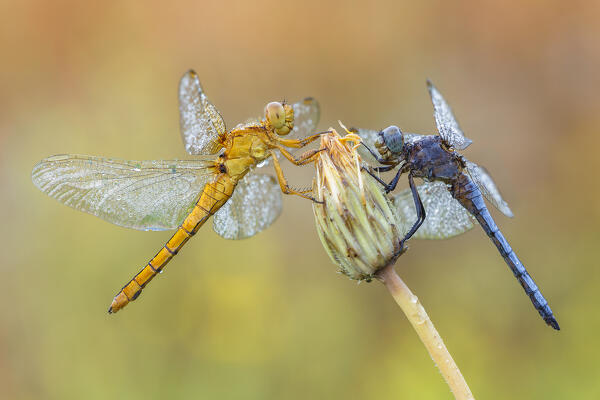 Orthetrum coerulescens female and male (Keeled skimmer), Como province, Lombardy, Italy, Europe