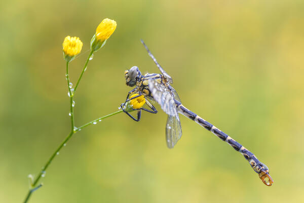 Young specimen of Onychogomphus forcipatus (small pincertail), Como province, Lombardy, Italy, Europe