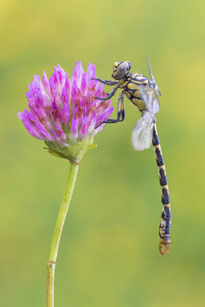 Young specimen of Onychogomphus forcipatus (small pincertail), Como province, Lombardy, Italy, Europe