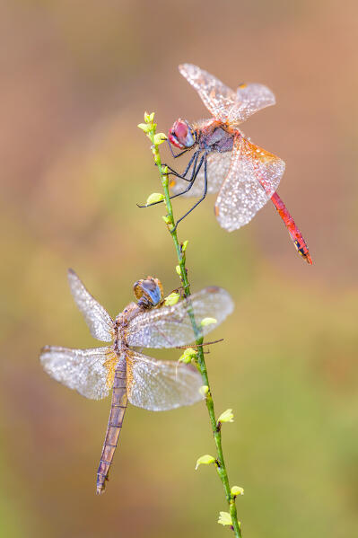 Sympetrum fonscolombii (Red-veined darter), Crocothemis erythraea (Scarlet dragonfly), Como province, Lombardy, Italy, Europe