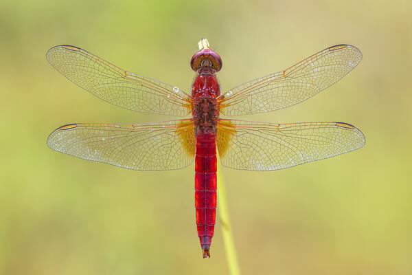 Crocothemis erythraea (Scarlet dragonfly), Como province, Lombardy, Italy, Europe
