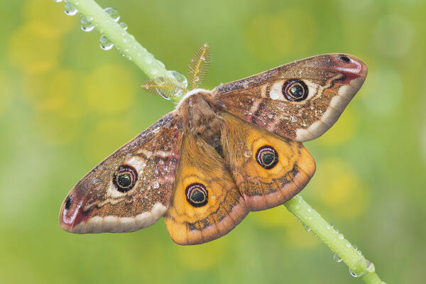 Pavonia minore moth, Como province, Lombardy, Italy, Europe