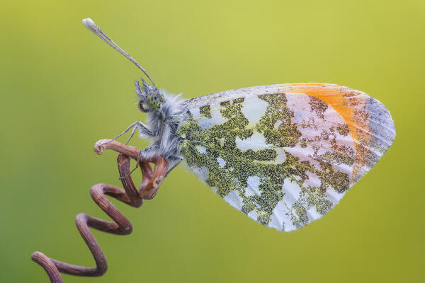 Anthocharis cardamines (Orange tip), Como province, Lombardy, Italy, Europe
