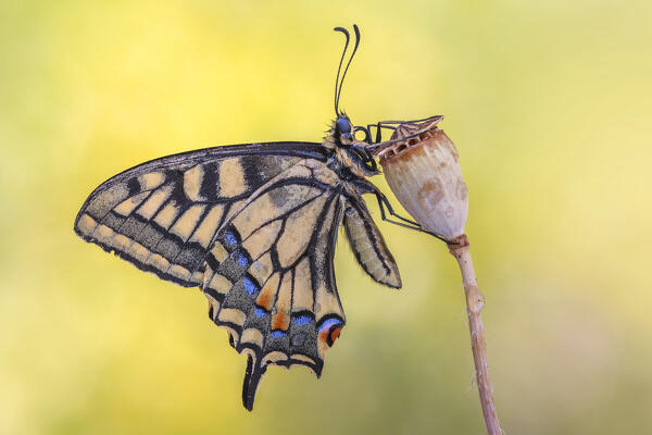 Papilio machaon (Common yellow swallowtail), Como province, Lombardy, Italy, Europe
