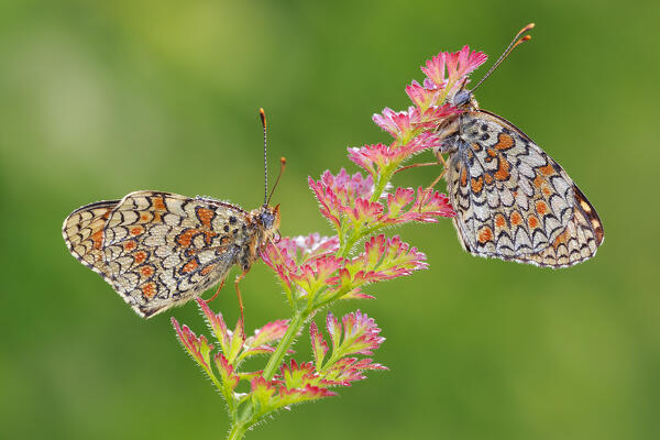Melitaea phoebe (Knapweed fritillary), Como province, Lombardy, Italy, Europe
