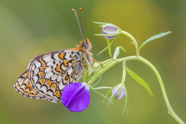 Melitaea phoebe (Knapweed fritillary), Como province, Lombardy, Italy, Europe
