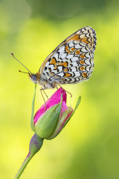 Melitaea phoebe (Knapweed fritillary), Como province, Lombardy, Italy, Europe
