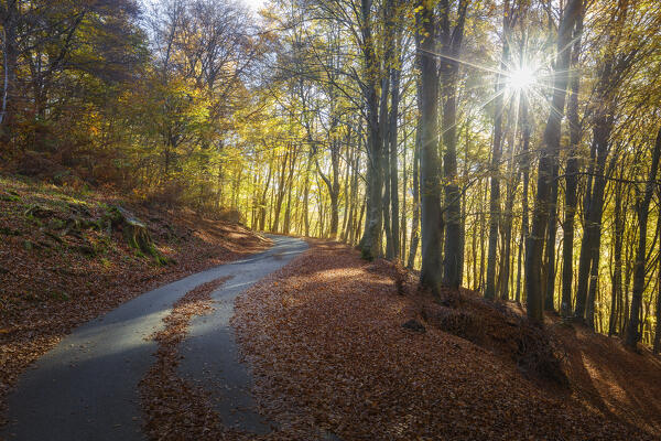 The road in the autumn. Ponna Superiore, Intelvi valley (val d'Intelvi), Como province, Lombardy, Italy, Europe