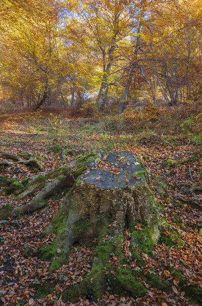 Autumn trees in the forest. Ponna Superiore, Intelvi valley (val d'Intelvi), Como province, Lombardy, Italy, Europe
