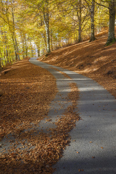 The road in the autumn. Ponna Superiore, Intelvi valley (val d'Intelvi), Como province, Lombardy, Italy, Europe