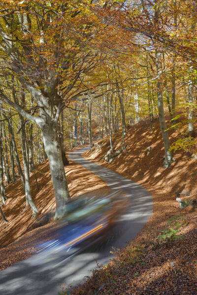 A car crosses the road and take a tour to visit the forest in the autumn time. Ponna Superiore, Intelvi valley (val d'Intelvi), Como province, Lombardy, Italy, Europe