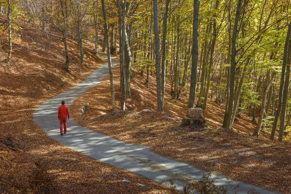 Man walks on the road in the autumn time. Ponna Superiore, Intelvi valley (val d'Intelvi), Como province, Lombardy, Italy, Europe (MR)