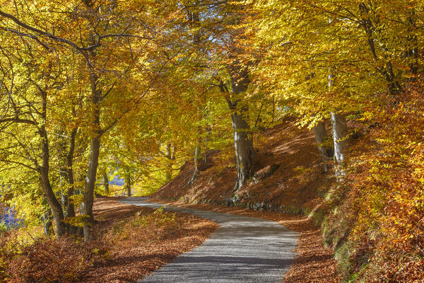 The road in the autumn. Ponna Superiore, Intelvi valley (val d'Intelvi), Como province, Lombardy, Italy, Europe