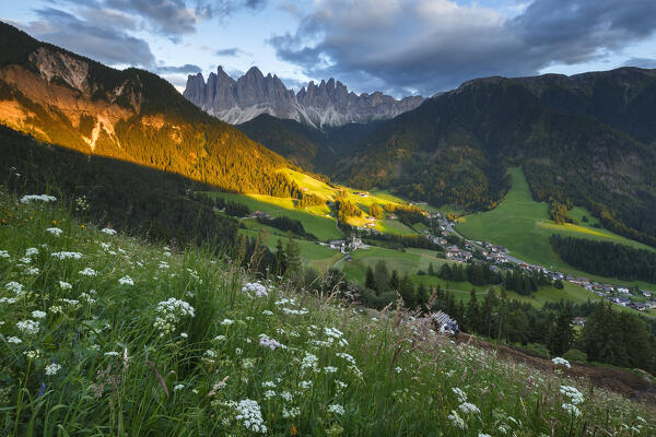 Last sun ray of the sunset on meadows of Funes valley (val di Funes) in a summer time with wild carrot flowers, Odle Dolomites, Santa Magdalena, Bolzano province, South Tyrol, Trentino alto adige, Italy, Europe