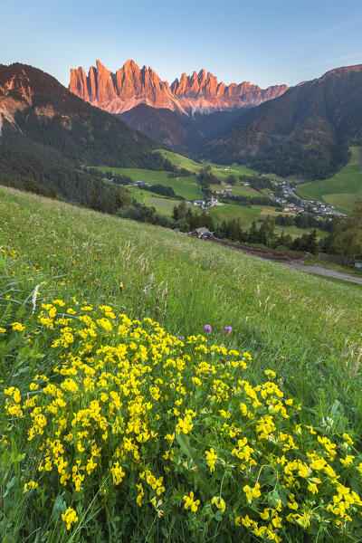 Flowering on meadows (Birdsfoot Trefoil), sunset on a Funes valley (val di Funes) in a summer time, Odle Dolomites, Santa Magdalena village, Bolzano province, South Tyrol, Trentino alto adige, Italy, Europe