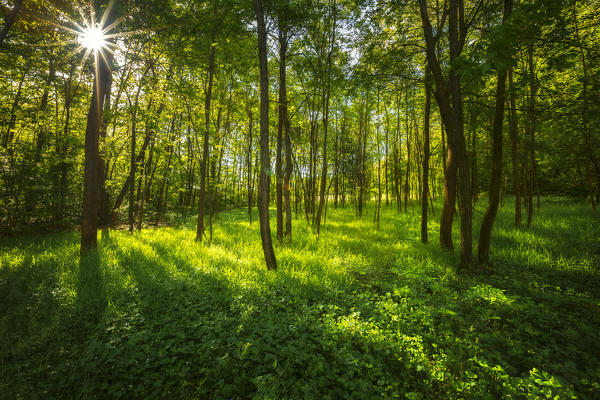 Sunbeam in the woods Como province, Lombardy, Italy, Europe