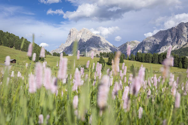Sass De Putia (Peitlerkofel), Passo Delle Erbe (Wurzjoch), Dolomites, Bolzano, South Tyrol, Italy