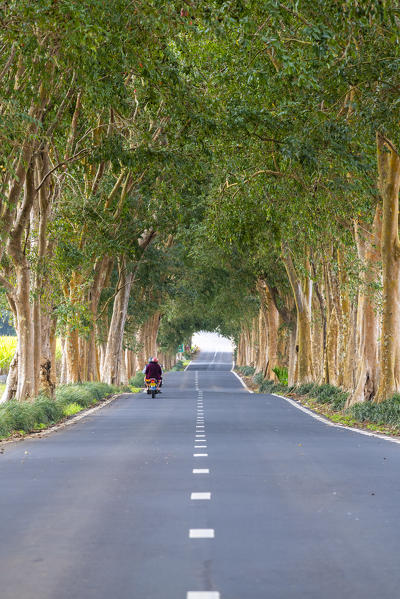 Tree-lined road, Grand Port district, Mauritius, Africa