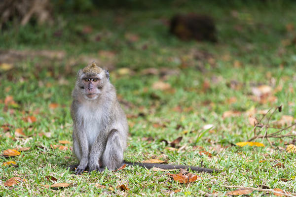 Wild macaque, Black River Gorges, Black river district, Mauritius, Africa
