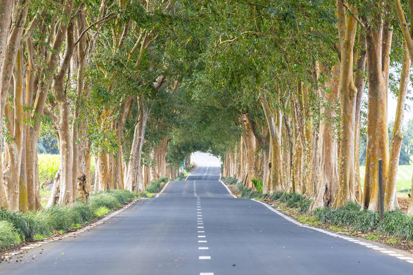 Tree-lined road, Grand Port district, Mauritius, Africa