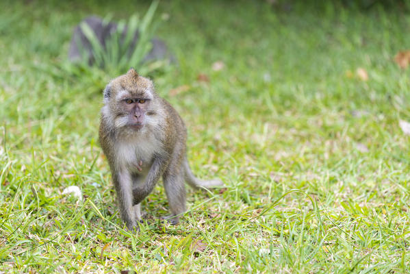 Wild macaque, Black River Gorges, Black river district, Mauritius, Africa