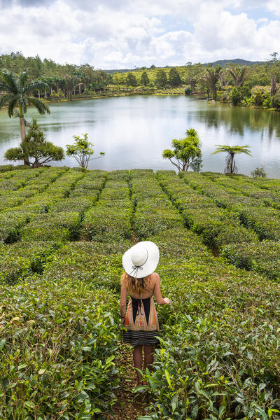 A tourist visits the tea plantations of Bois Cheri tea factory. Bois Cheri, Savanne, Mauritius, Africa