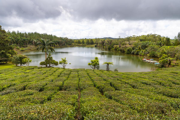 The tea plantations of Bois Cheri tea factory. Bois Cheri, Savanne, Mauritius, Africa
