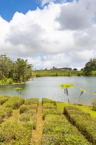 The tea plantations of Bois Cheri tea factory. Bois Cheri, Savanne, Mauritius, Africa