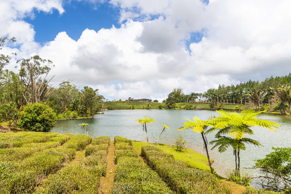 The tea plantations of Bois Cheri tea factory. Bois Cheri, Savanne, Mauritius, Africa