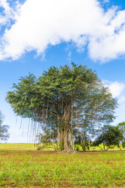 Tree with lianas. Mauritius island, Africa