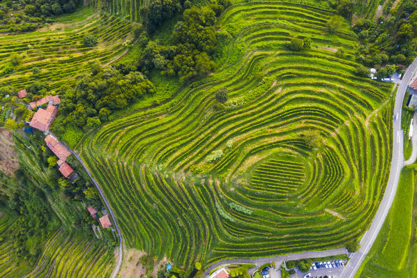 Montevecchia, Province of Lecco, Lombardy, Italy. Details of terraced vineyards