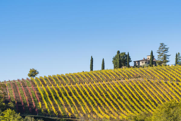 Vineyards in autumn. Radda in Chianti, Siena, Tuscany, Italy.