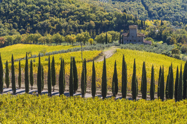 Albola castle's vineyards, Radda in Chianti, Siena, Tuscany, Italy.