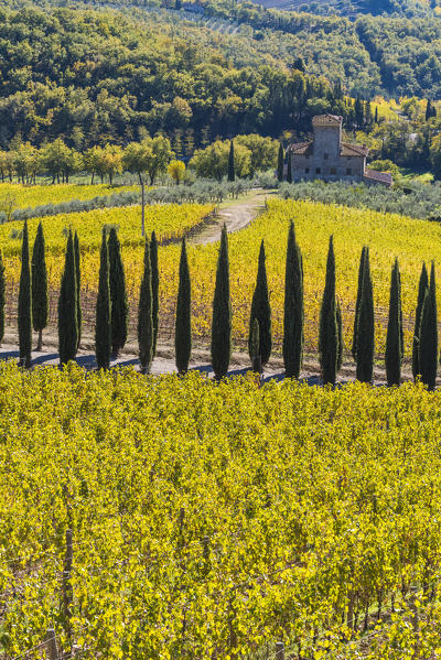 Albola castle's vineyards, Radda in Chianti, Siena, Tuscany, Italy.