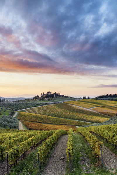 Farmhouse surrounded by vineyards at sunrise. Gaiole in Chianti, Siena province, Tuscany, Italy.