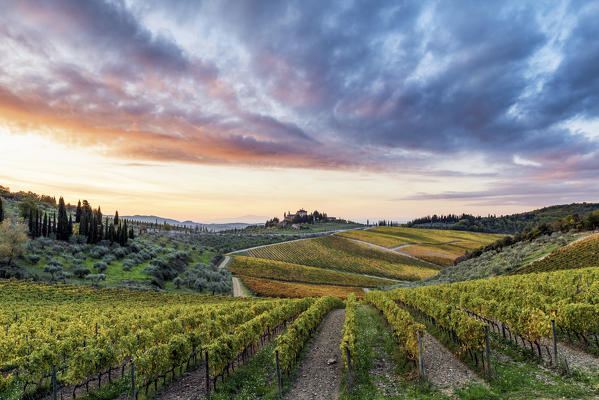 Farmhouse surrounded by vineyards at sunrise. Gaiole in Chianti, Siena province, Tuscany, Italy.